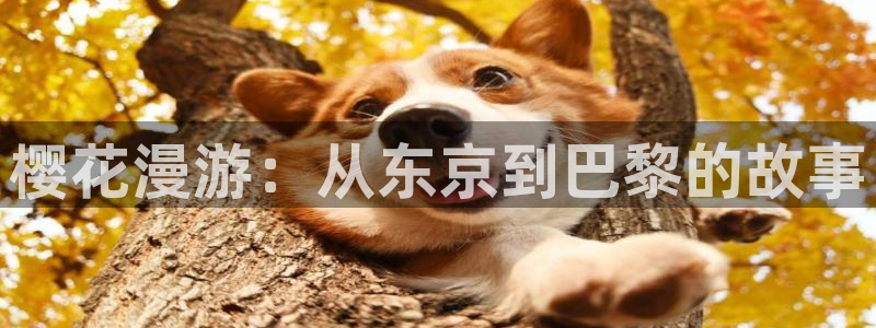 omofun动漫一个：樱花漫游：从东京到巴黎的故事